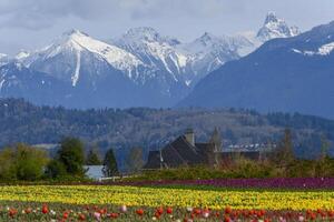 Colorful tulip fields in spring with snow-capped mountains in the background photo