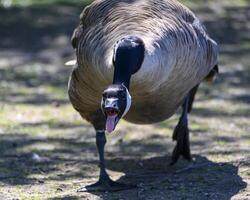 Canada goose displaying aggression in a natural park setting during midday photo