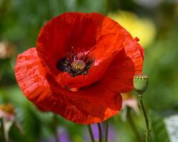 Bright red poppy flower blooms in a lush garden setting during the warm afternoon light photo