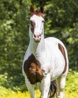 Beautiful brown and white horse standing calmly in a green pasture during a sunny afternoon photo