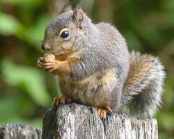 Douglas squirrel enjoying a snack while perched on a wooden post in a lush forest setting during daylight hours photo