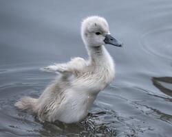 Cygnet flapping wings on calm water at dawn, showcasing its fluffy feathers in a serene natural setting photo