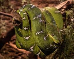 Green tree python resting on a branch in a lush forest habitat during daylight hours photo