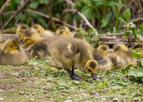 Cute goslings exploring their surroundings in a grassy area during springtime photo