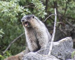 Marmot vocalizing on rocky terrain in a lush mountain environment during daytime photo