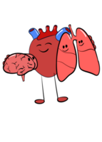 heart hug brain and lung cartoon png