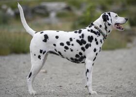Dalmatian dog stands proudly at a park during a sunny afternoon, showcasing its distinctive spotted coat and playful demeanor photo