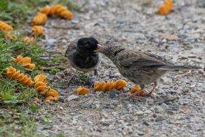 Birds interact and share food among scattered orange items in a natural setting on a sunny day photo