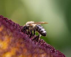 Close-up view of a bee collecting pollen from a vibrant flower during a sunny day in a garden setting photo