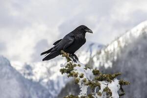 Raven perched on a snowy branch with mountains in the background during winter photo