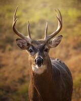 Stunning close-up of a deer with impressive antlers in a natural setting during golden hour photo