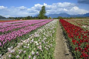 Vibrant fields of tulips in various colors bloom under a bright sky in spring near the mountains photo