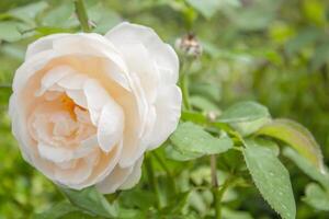Garden rose in bloom close-up on a blurred background. Yellow or white rose blooms on a bush in summer. A rose flower blooms in a garden park. Blooming flower in the summer garden. photo