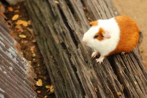 Hamster on the ground,Hamster.Guinea pig. photo