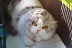 A Scottish Fold cat in a cat carrier is showing aggression photo