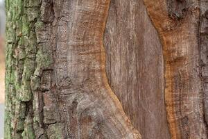 The trunk of an old tree without a bark photo