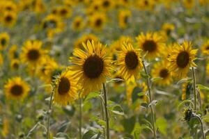Sunflower grows in the field lit by the sun photo