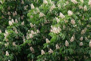 Chestnut tree bloom in spring, white chestnut inflorescences photo