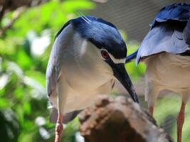 Close-up of black-crowned night herons perching in a lush, shaded environment, displaying sharp plumage and vivid red eyes photo