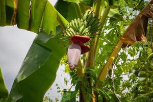 a banana tree with green bananas and a red blossom growing under bright sunlight in a tropical environment photo