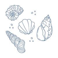 Various seashells arranged in a creative layout on a white background vector