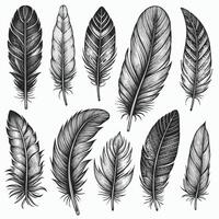 Hand drawn silhouettes feathers illustration isolated on white background. Feathers of the bird collection, quill seamless pattern vector
