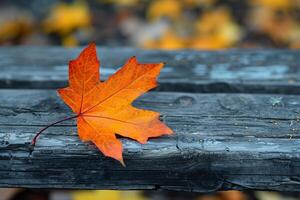 A single orange leaf on a wooden bench photo