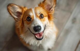Cute corgi dog smiling on floor looking up photo