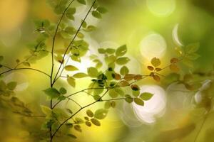 Branch with Green Leaves Against Blurred Background photo