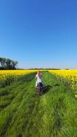 Cinematic FPV drone shot of woman riding motorcycle through blooming yellow rapeseed field on sunny day. Energetic countryside lifestyle scenery for freedom and summer themes. video