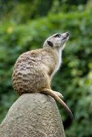 Meerkat sitting on a stone 2 photo