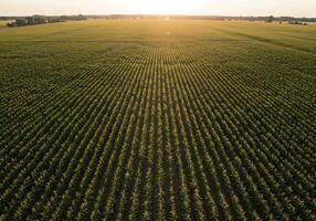 An aerial view of a corn field at sunset photo