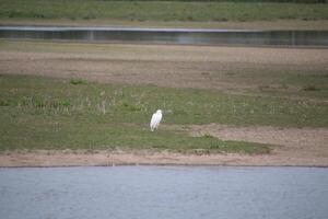 A bird standing on a grassy field next to a body of water at slimbridge photo