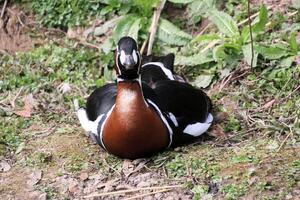 A duck sitting on the ground near some grass photo