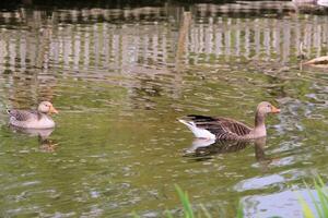 Two ducks swimming in a pond near a fence photo