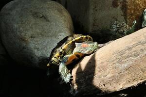 A turtle is sitting on a log photo