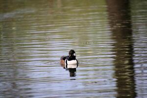 A duck swimming in the water near a tree photo