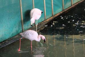 Two flamingos standing in water near a wall photo