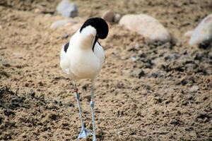 A bird with a long neck standing on a sandy ground photo