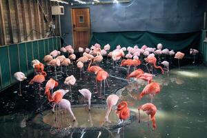 A group of flamingos in a pool of water photo