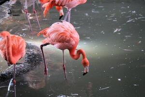 A group of flamingos standing in the water photo
