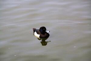 A duck floating in the water photo