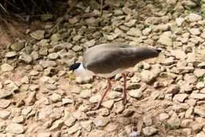 A bird standing on a rocky ground with rocks photo