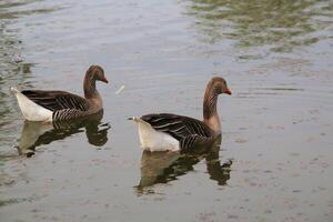 Two ducks swimming in a pond with a tree in the background photo