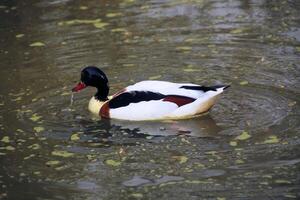 A duck swimming in a pond with algae photo