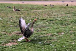 A duck standing on top of a green field photo