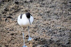 A black and white bird with blue feet photo