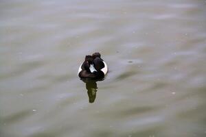 A duck floating in a lake with a reflection photo