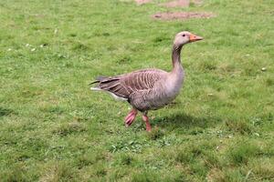 A goose walking on the grass photo