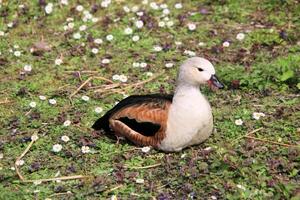 A duck sitting on the ground in a field photo